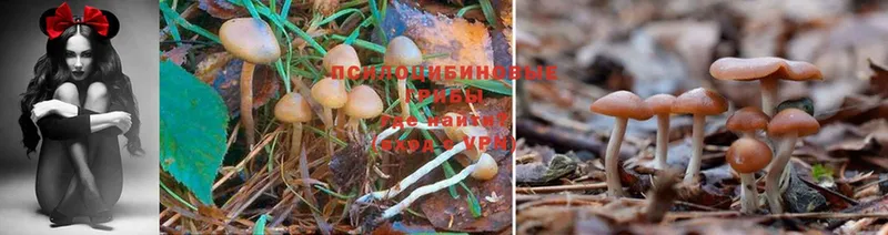 OMG рабочий сайт  мориарти состав  Галлюциногенные грибы Psilocybine cubensis  Опочка 